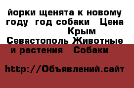 йорки щенята к новому году .год собаки › Цена ­ 12 000 - Крым, Севастополь Животные и растения » Собаки   